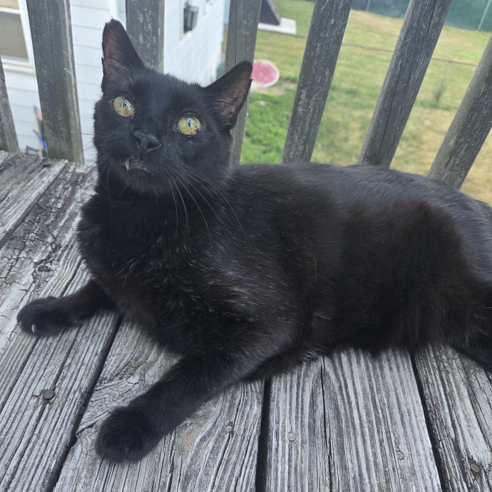 Amber's Cat Sitting