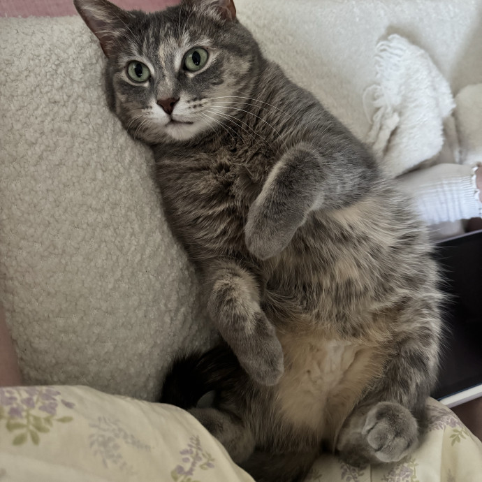 Cat Mom You Can Trust