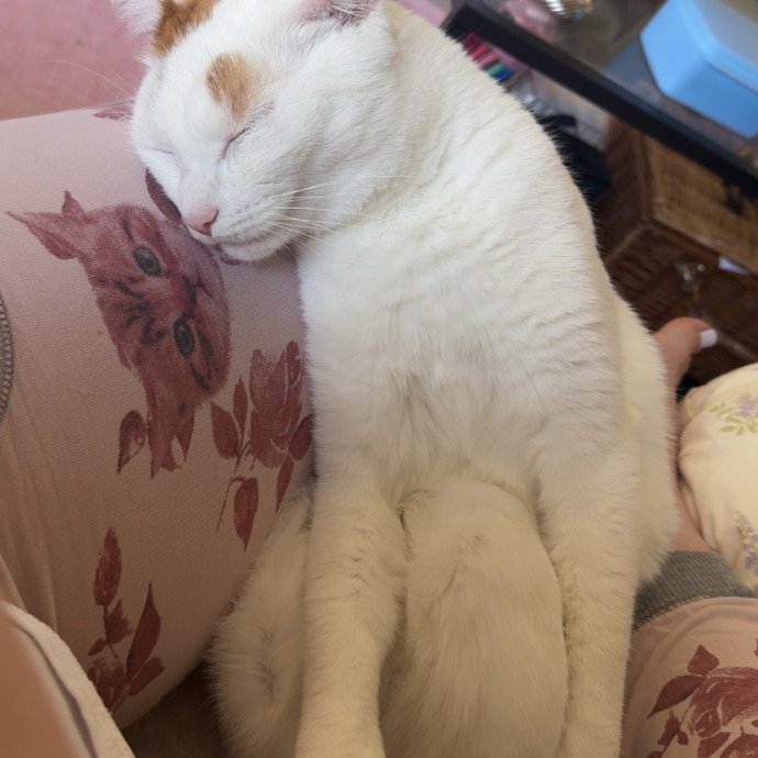 Cat Mom You Can Trust