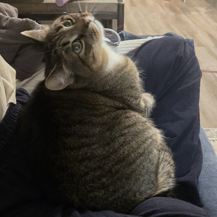 Madison's Purrfect Kitty Hotel