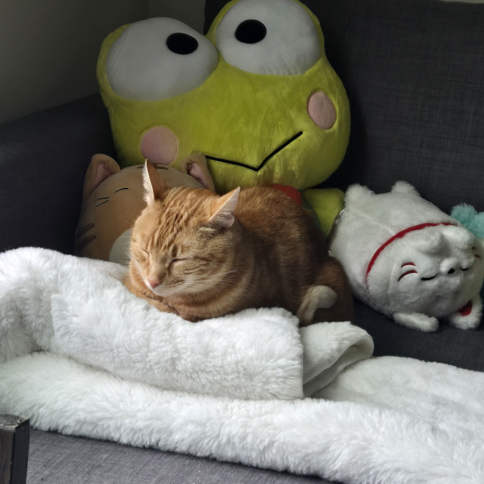 Madison's Purrfect Kitty Hotel