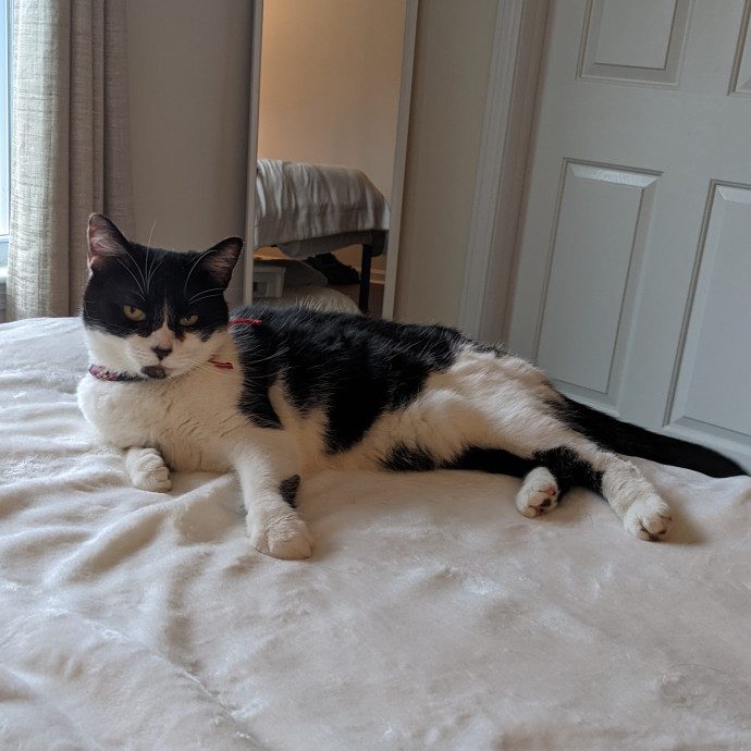 Madison's Purrfect Kitty Hotel