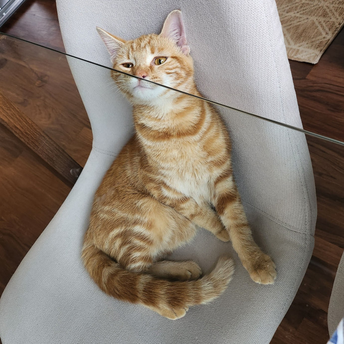 Madison's Purrfect Kitty Hotel