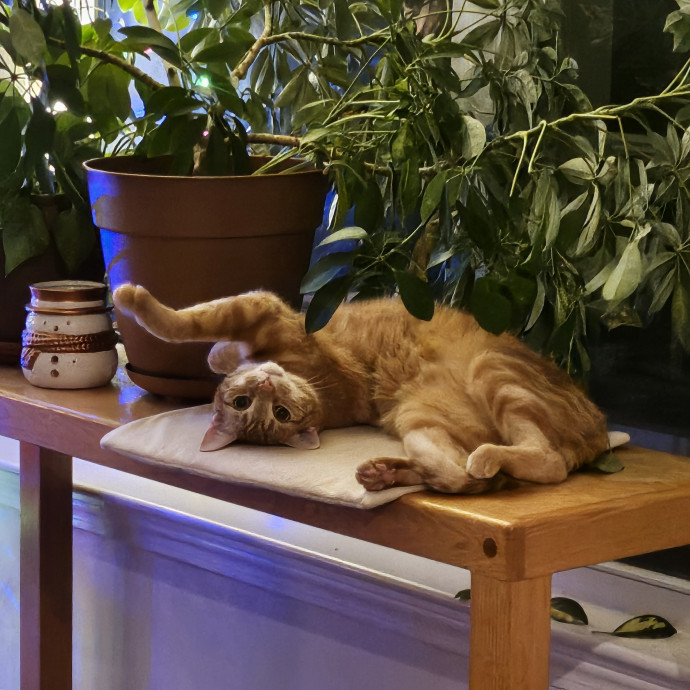 Madison's Purrfect Kitty Hotel