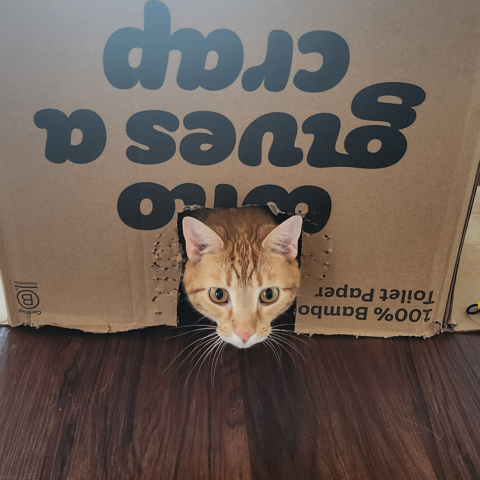 Madison's Purrfect Kitty Hotel