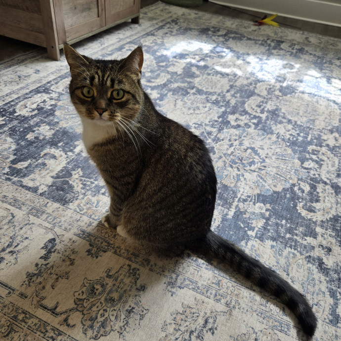 Madison's Purrfect Kitty Hotel photo 3