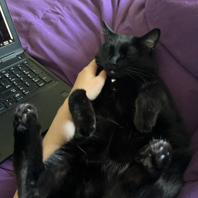 Legendary Care For The Discerning Feline photo 3