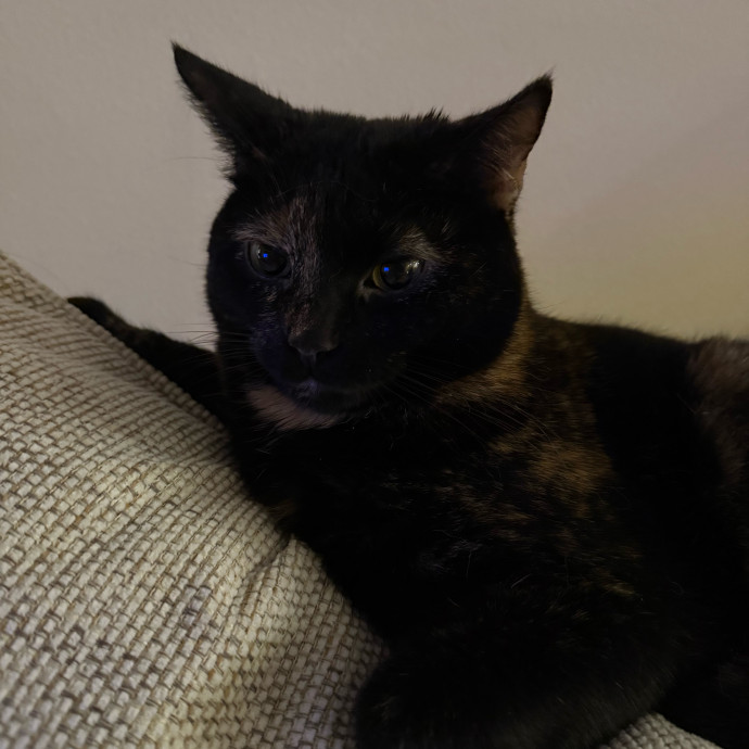 Jill's Purffect Day With Cat Friends