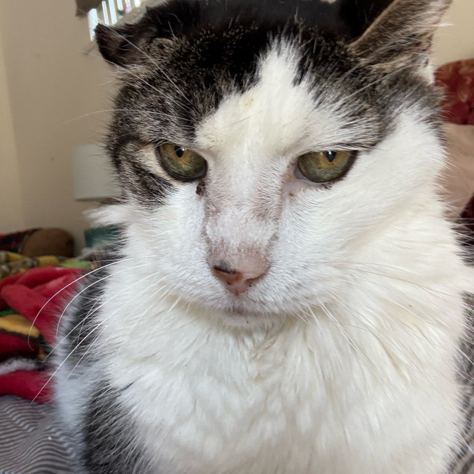 Jill's Purffect Day With Cat Friends photo 2