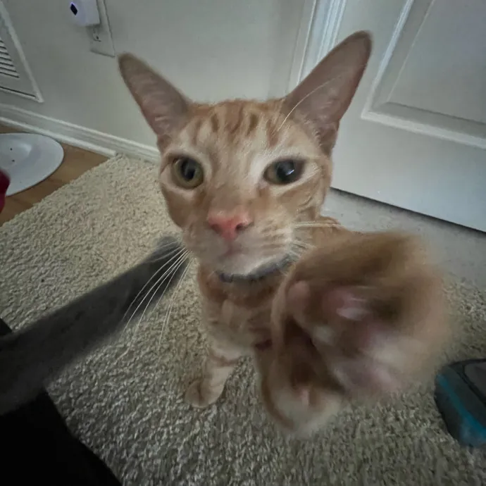 Jennie's Home-Style Cat Care Oc