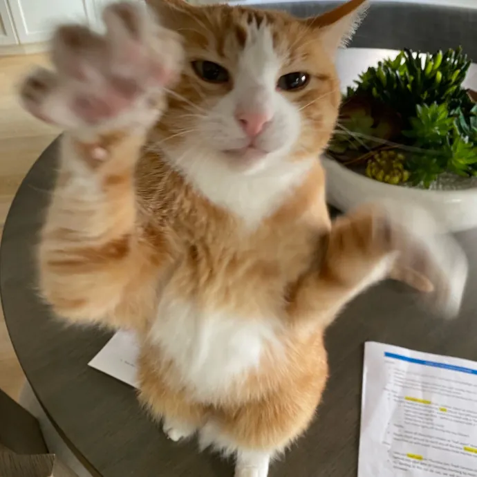 Jennie's Home-Style Cat Care Oc