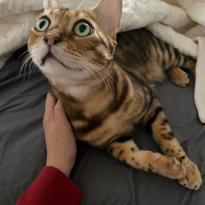 Jennie's Home-Style Cat Care Oc