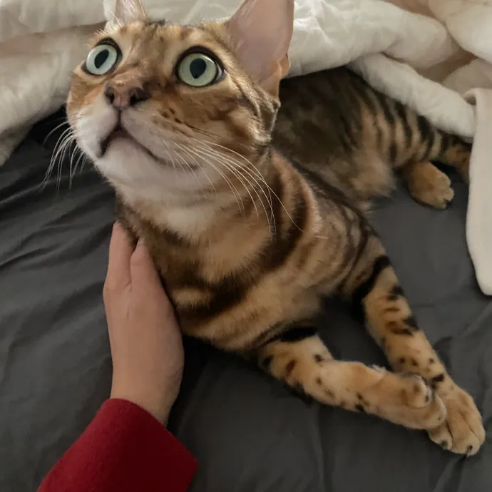 Jennie's Home-Style Cat Care Oc