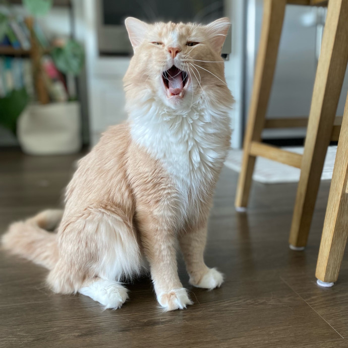 Jennie's Home-Style Cat Care Oc