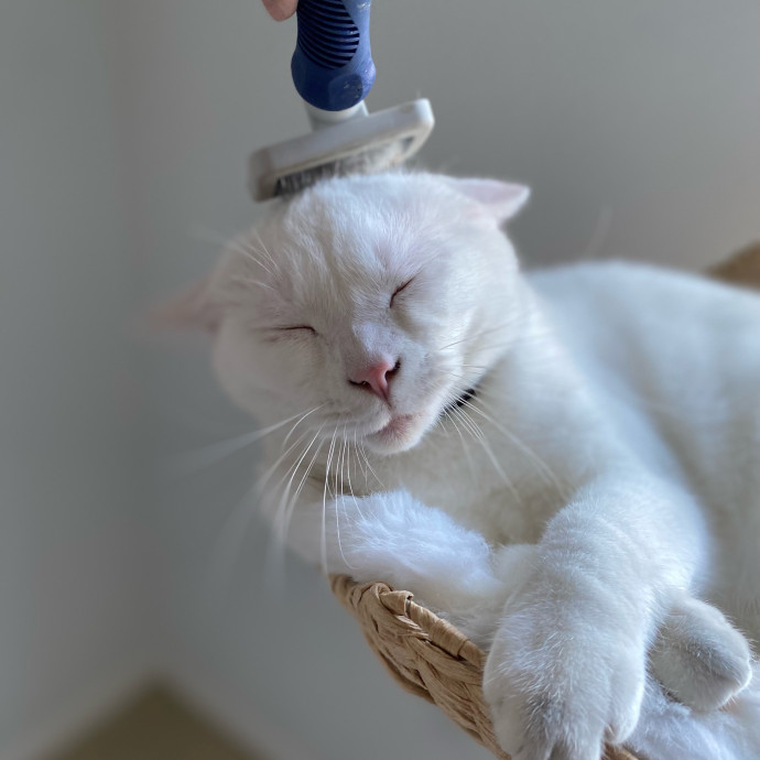 Jennie's Home-Style Cat Care Oc