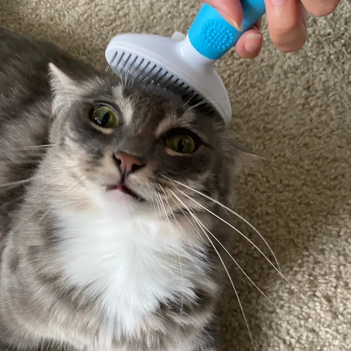 Jennie's Home-Style Cat Care Oc