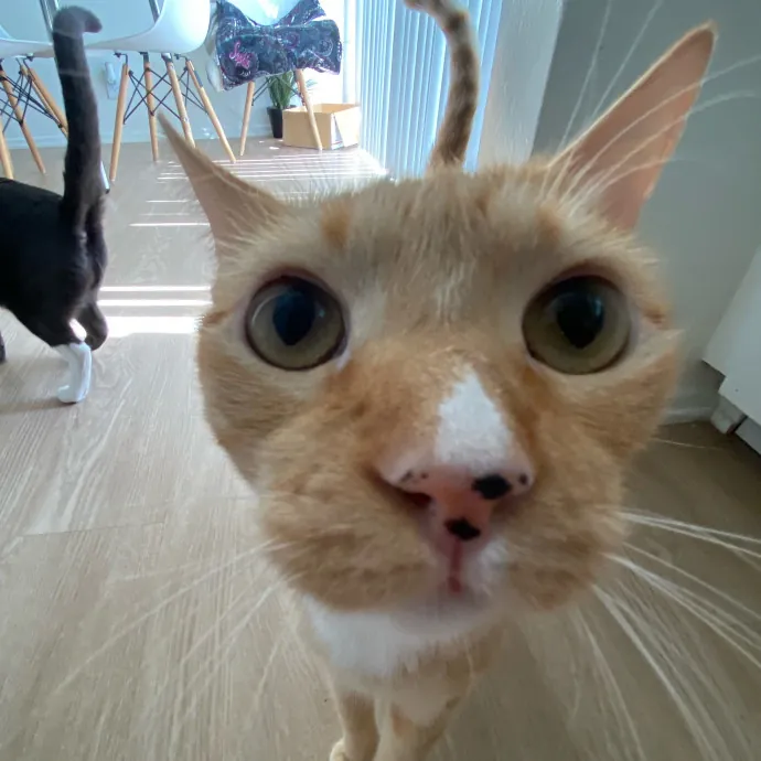 Jennie's Home-Style Cat Care Oc