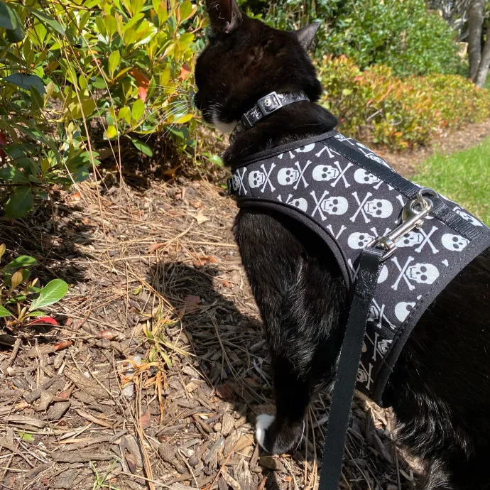 Jennie's Home-Style Cat Care Oc