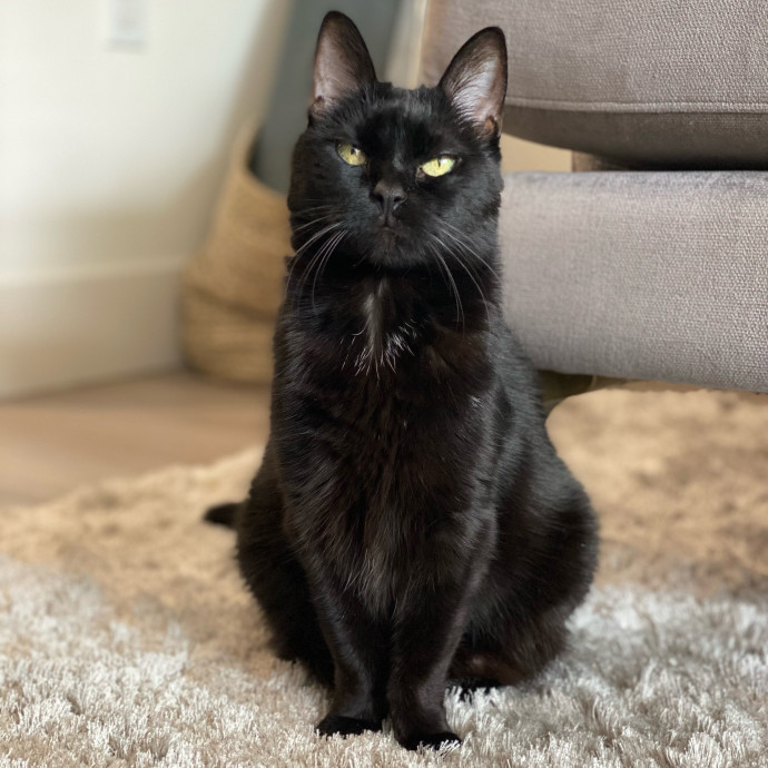 Jennie's Home-Style Cat Care Oc