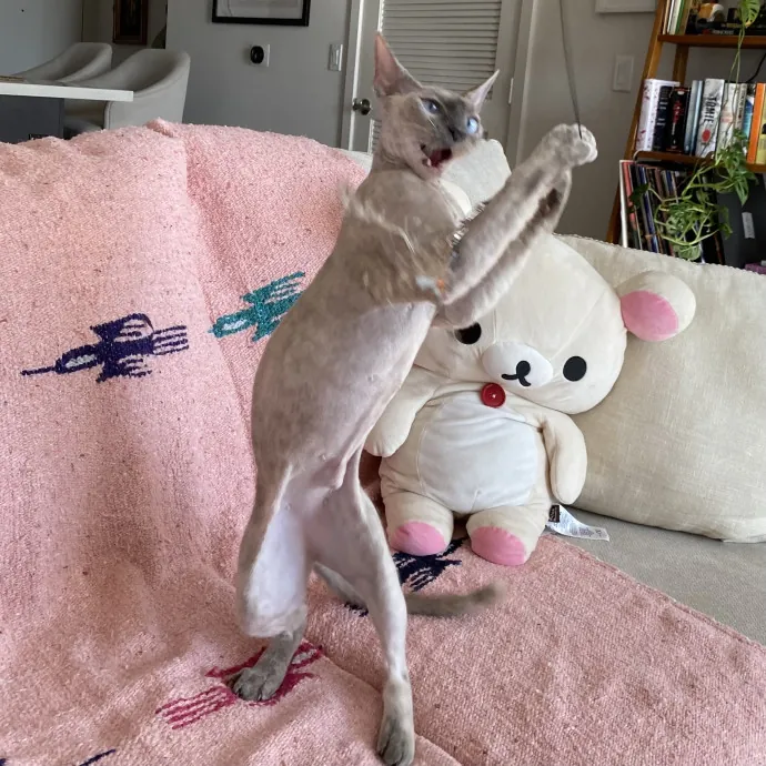 Jennie's Home-Style Cat Care Oc