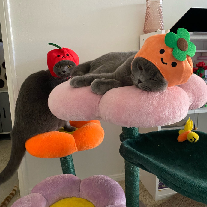 Jennie's Home-Style Cat Care Oc