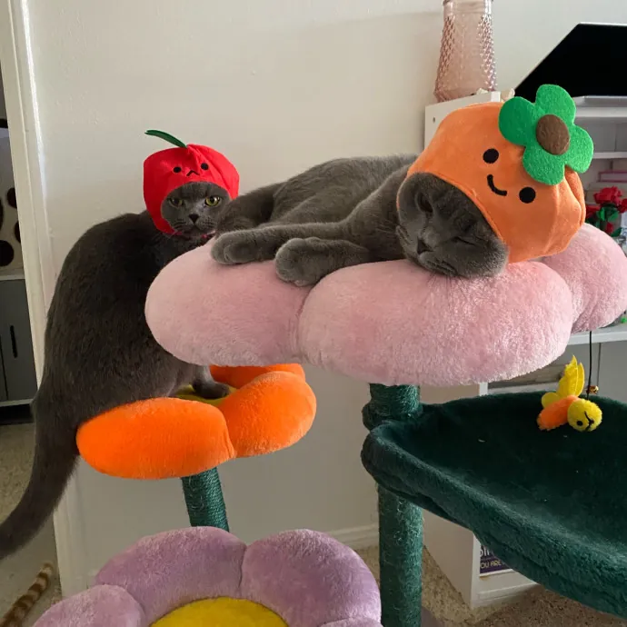 Jennie's Home-Style Cat Care Oc