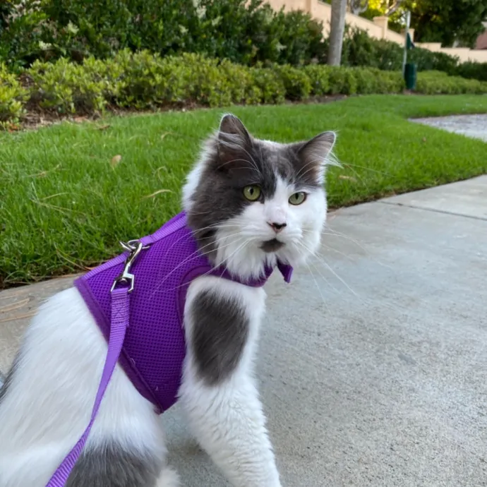 Jennie's Home-Style Cat Care Oc