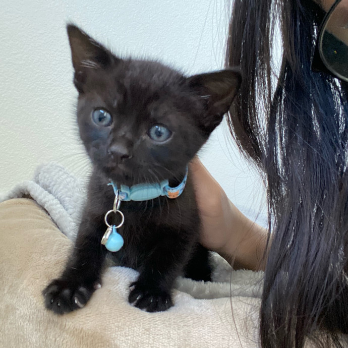 Jennie's Home-Style Cat Care Oc