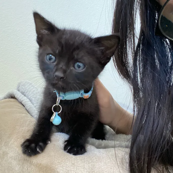 Jennie's Home-Style Cat Care Oc