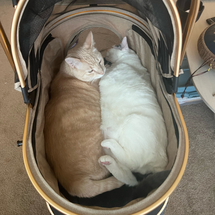 Professional Chonk Admirer