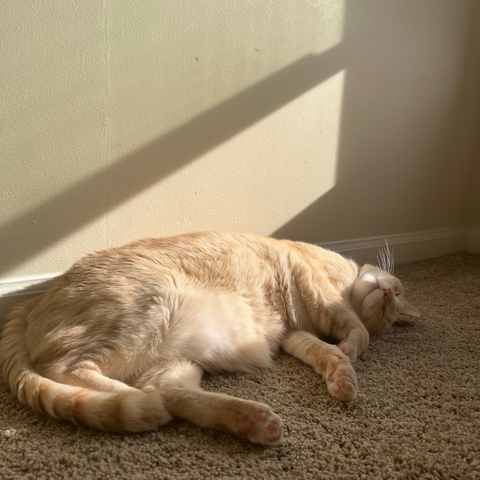Professional Chonk Admirer photo 3