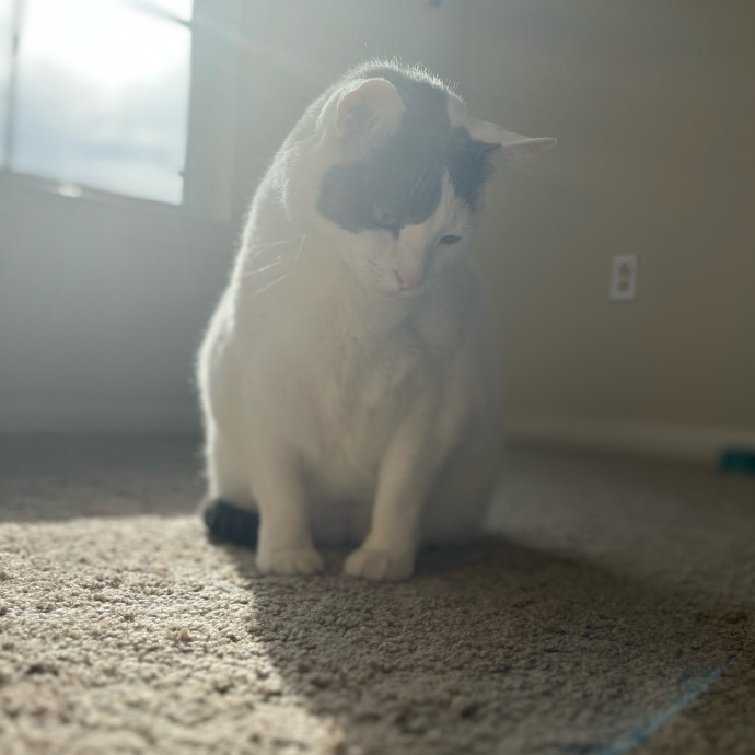 Professional Chonk Admirer photo 2