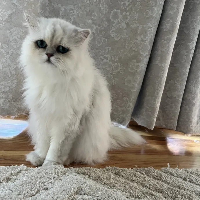 Xiao L.