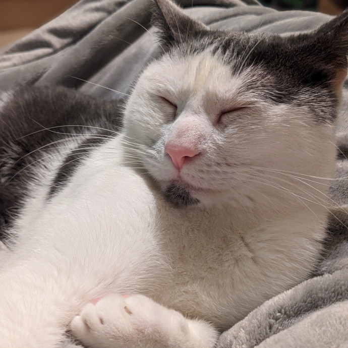 Lorena's Pawsome Cat Care