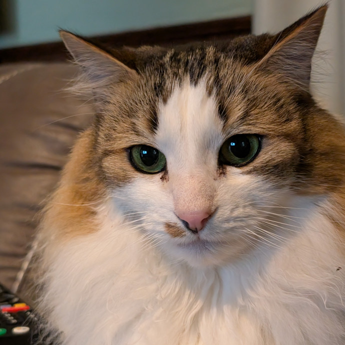 Lorena's Pawsome Cat Care
