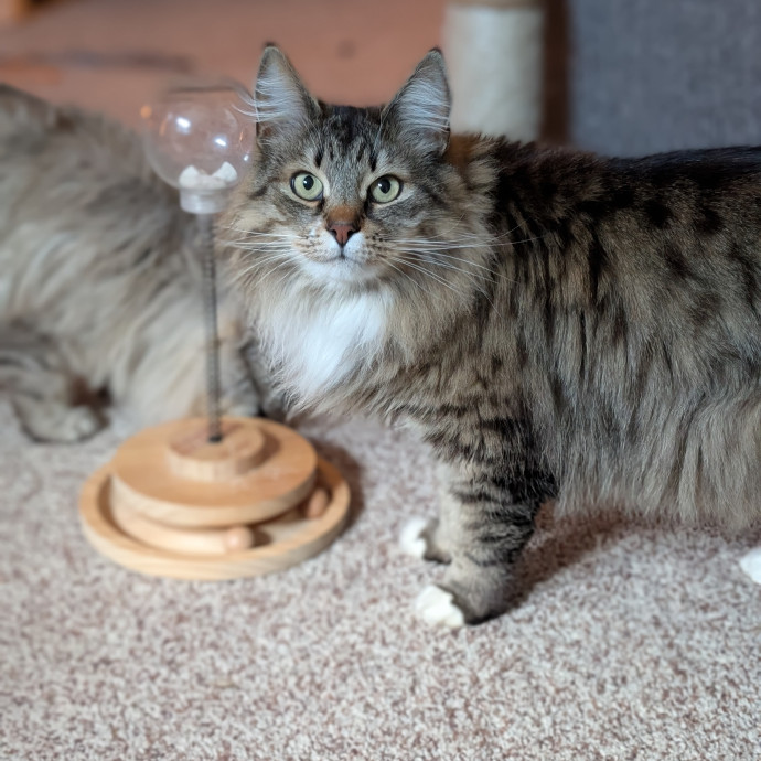 Lorena's Pawsome Cat Care