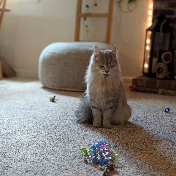Lorena's Pawsome Cat Care