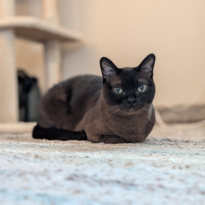 Lorena's Pawsome Cat Care