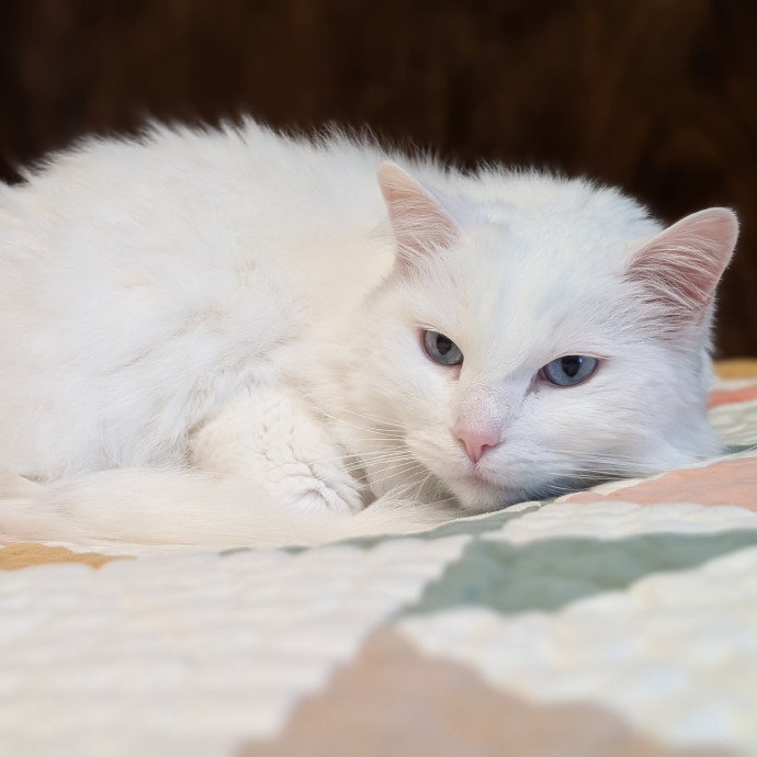 Lorena's Pawsome Cat Care