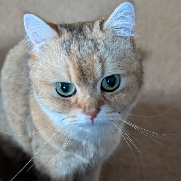 Lorena's Pawsome Cat Care