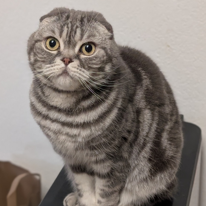 Lorena's Pawsome Cat Care