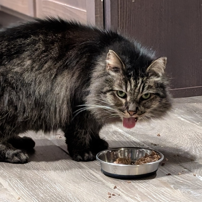 Lorena's Pawsome Cat Care