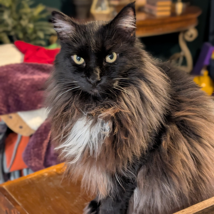 Lorena's Pawsome Cat Care