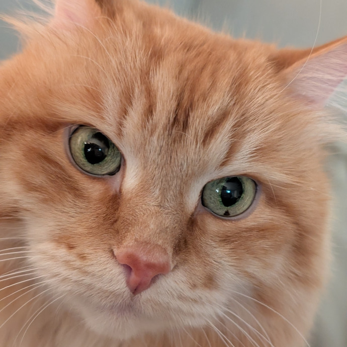 Lorena's Pawsome Cat Care