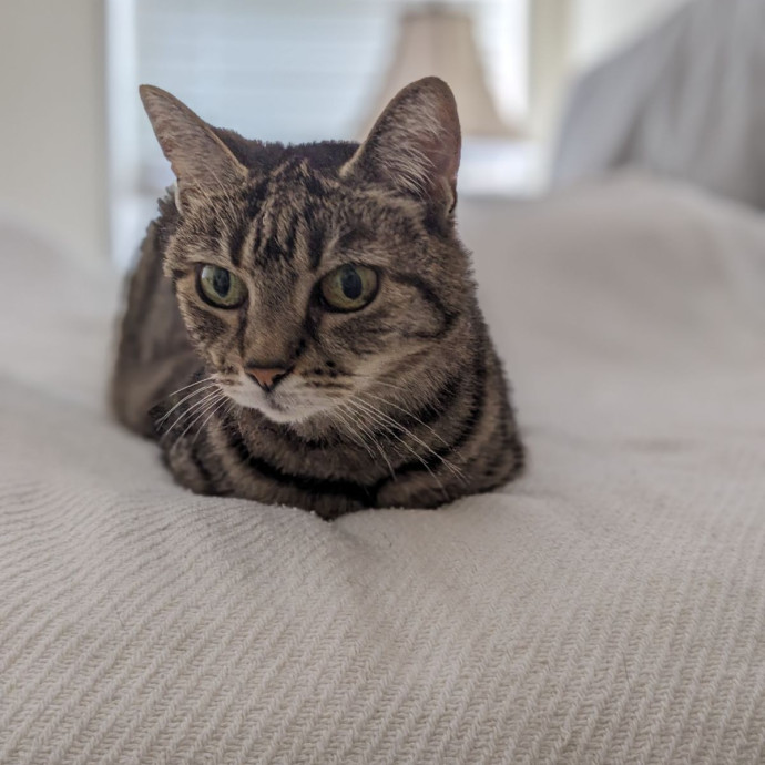 Lorena's Pawsome Cat Care
