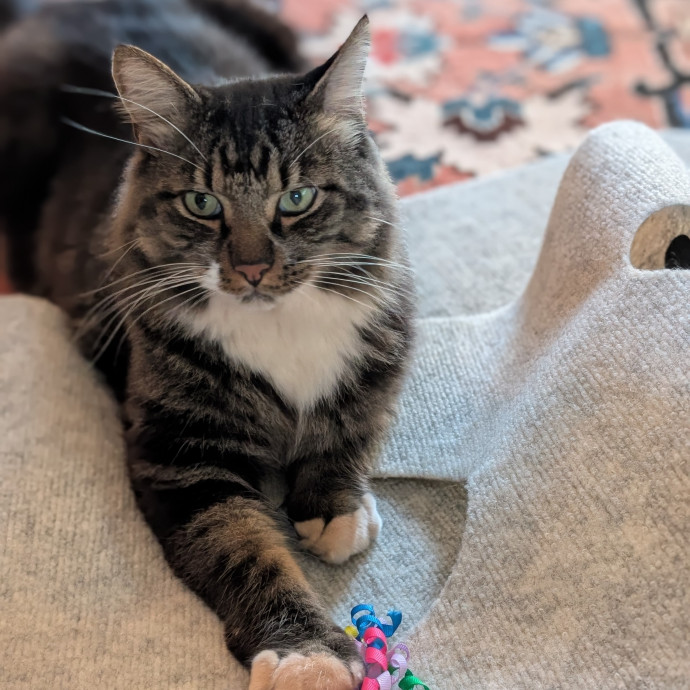 Lorena's Pawsome Cat Care