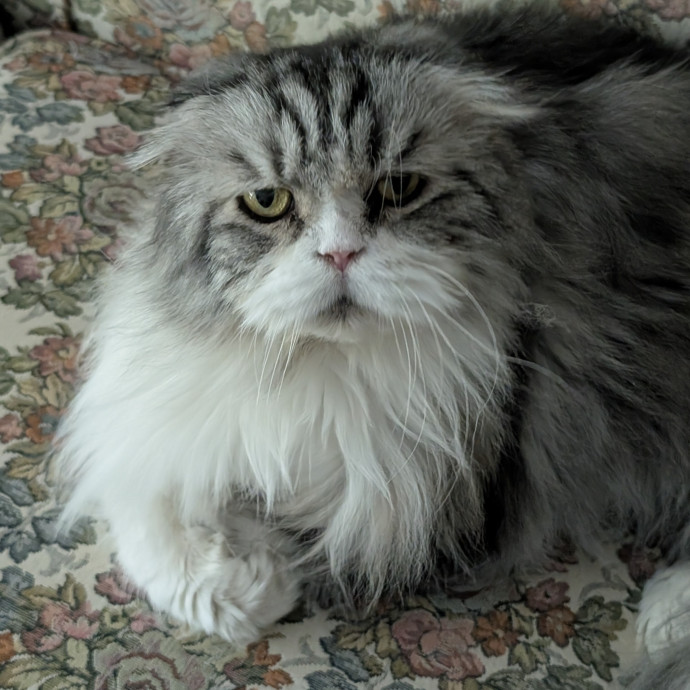Lorena's Pawsome Cat Care