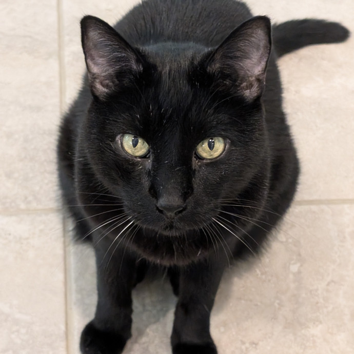 Lorena's Pawsome Cat Care
