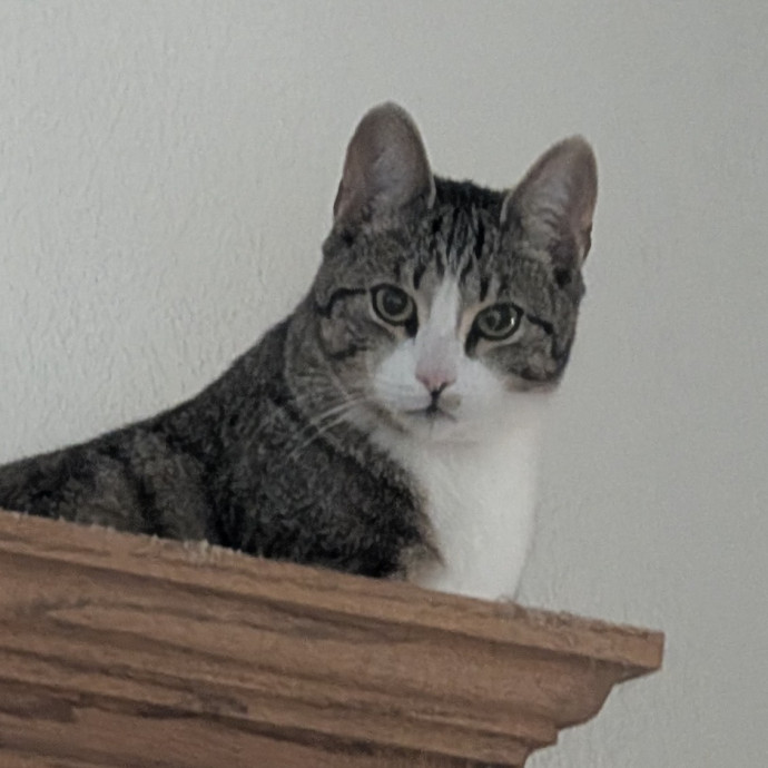 Lorena's Pawsome Cat Care
