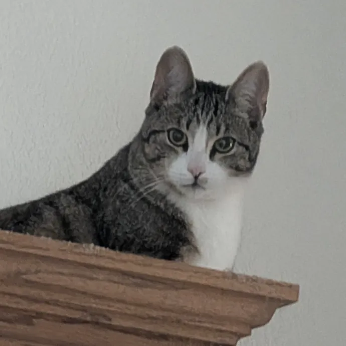 Lorena's Pawsome Cat Care